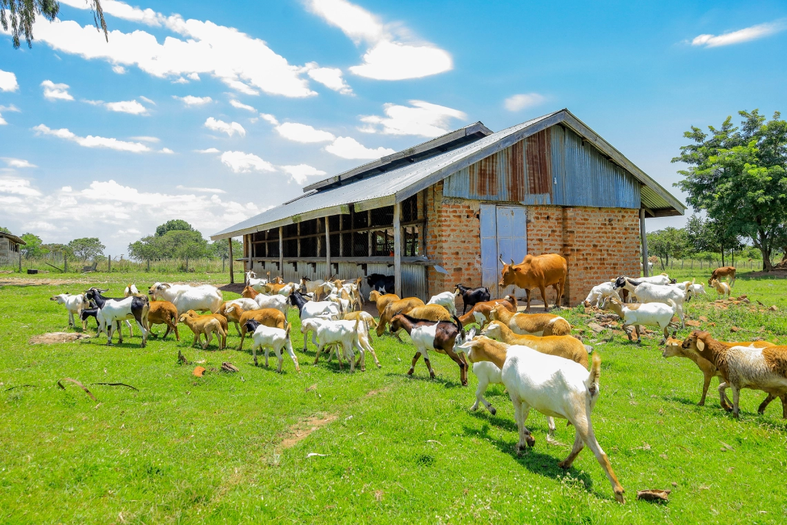 farm5